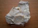 Radulopecten  sp.