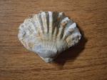 Брахиопода Praecyclothyris  из Даниловки.