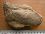 Двустворка  Modiolus vicinalis.