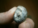 Интересная неожиданность. Dorsoplanites  sp.  juv?