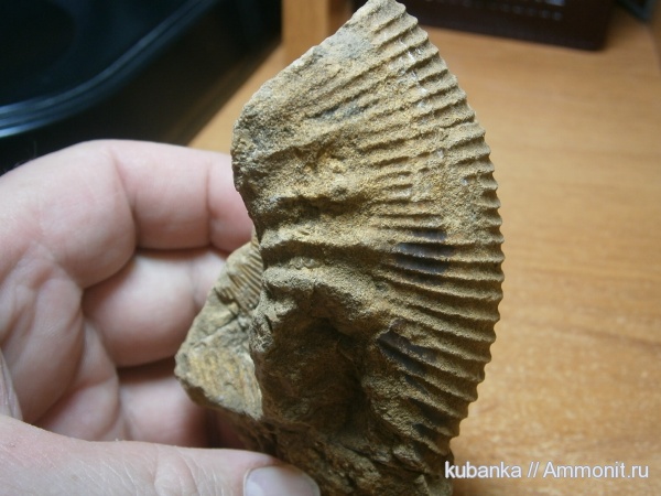 аммониты, юра, мезозой, средняя юра, Kepplerites, Gowericeras