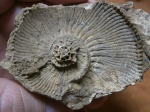 Culielmina  guingueplicata Buckman(ранняя форма): нижний келловей,зона  Calloviense ,подзона  Calloviense   (низы)
