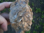 Kepplerites (Gowerigeras) crucifer( Buckman) зона  Koenigi, подзона  Curtilobis .