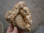 Kepplerites (Gowerigeras) curtilobus ( Buckman) нижний келловей, зона Koenigi, подзона Curtilobus . Kepplerites (Gowerigeras) curtilobus ( Buckman) нижний келловей, зона Koenigi, подзона Curtilobus .