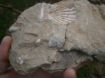 Брахиопода Praecyclothuris. Брахиопода Praecyclothuris.