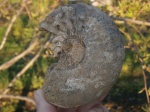 Kepplerites (Gowericeras) ex gr. galilaei, зона Koenigi, верхняя часть. Kepplerites (Gowericeras) ex gr. galilaei, зона Koenigi, верхняя часть.