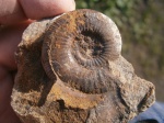 Indosphinctes ex gr. mutatus. Indosphinctes ex gr. mutatus.