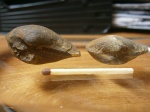 Gresslya alduini. Gresslya alduini.