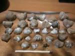 Mosguella oxyoptycha.
