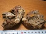 Двустворка Тригония ( с отпечатком).
