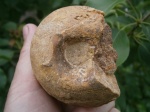 Келловейский аммонит Rondiceras sf./aff sokolovi.