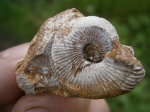 Аммонит Novocadoceras sp.