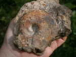 Kosmoceras(Culielmites) jason, средний келловей,зона и подзона  Jason..