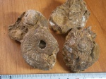 Toricellites  curticornutus Buckman.