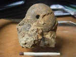 Chamoussetia chamousseti ,нижний келловей , зона  Koenigi ,подзона  Cowerianus.