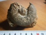 Toricellites curticornutus, нижний келловей ,зона Koenigi , подзона  Curtilobus.