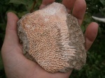 Межключица  Wetlugasaurus (?)     sp.