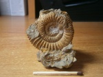 Peltoceras. Peltoceras.