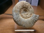 Anaplanulites  diffigilis Bucman.