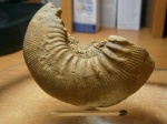 Kepplerites (Cowerigeras) Curtilobus(Buckman);нижний келловей, зона  Koenigi, подзона  Curtilobus.