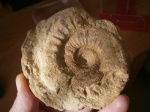 Anaplanulites difficilis Bukman.