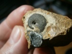Cardioceratide juv. ( возможно Pseudocadoceras ex gr. boreale). Cardioceratide juv. ( возможно Pseudocadoceras ex gr. boreale).
