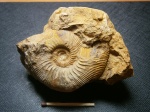 Toricellites curticornutus (Buchman).