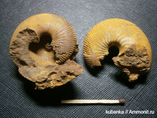аммониты, мезозой, келловей, Rondiceras, средняя юра, Parapatoceras