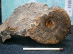 Anaplanulites ex gr. submutatus.