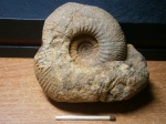 Kepplerites (Cowericeras)  sp.
