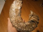 Audovliceras renauxianum. Audovliceras renauxianum.