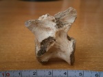 Позвонок  Сhasmatosuchus sp.