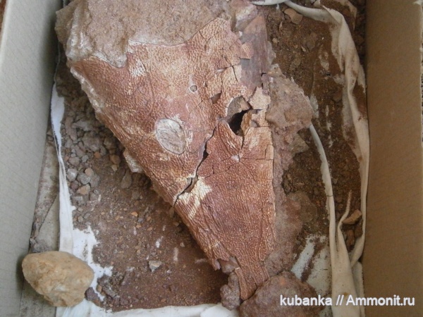 триас, Benthosuchus, лабиринтодонты, бентозух, Benthosuchus sushkini, нижний триас