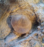 Brachiopoda
