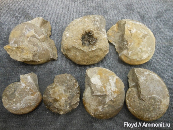 девон, Devonian, Коми, Tornoceras
