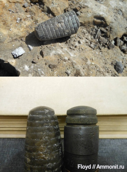 девон, Devonian, франский ярус, Bactritida