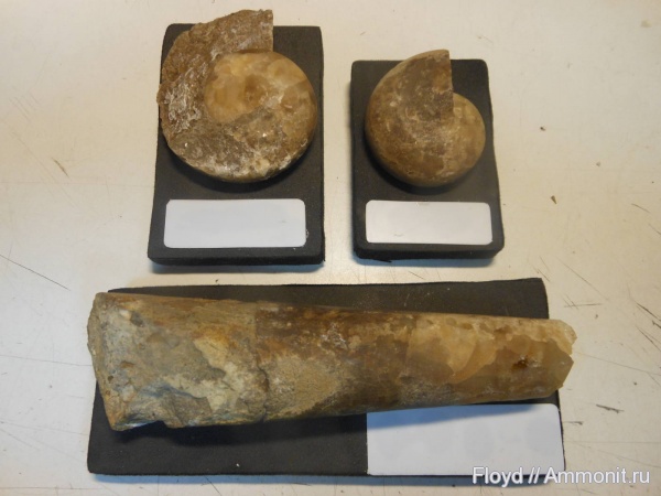 девон, Devonian, Goniatitida, Коми, Tornoceras simplex, Tornoceras, Bactritida, Lobobactrites