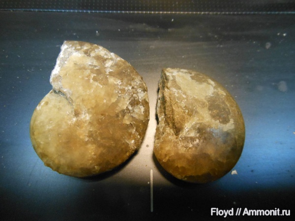 девон, Devonian, Goniatitida, Коми, Tornoceras simplex, Tornoceras