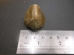 Брахиопода Pentamerida, Ladogia meyendorfi,