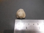 Брахиопода Atrypida, Pseudoаtrypa richthofeni