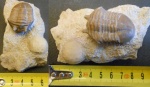 Трилобит Asaphus punctatus и  цистоидея Echinosphaerites aurantium infra.