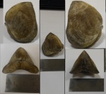 Брахиопода Rhynchonellida Ladogia meyendorfi. Брахиопода Rhynchonellida Ladogia meyendorfi.