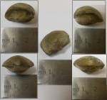 Брахиопода Atrypida, Pseudoatrypa velikaja