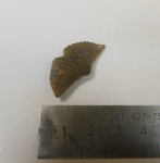 Eleutherokomma diluvianoides