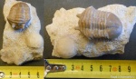 Трилобит Asaphus kowalewskii Lawrow и цистоидея Echinosphaerites aurantium infra на обмен.
