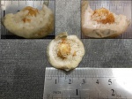 Разрез брахиоподы Rhynchonellida Ladogia meyendorfi.