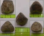 Брахиопода Rhynchonellida, Hypothiridina calva