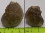 Обрастание брахиоподы Rhynchonellida Ladogia meyendorfi посторонними организмами.
