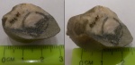 Опечаток ручного аппарата брахиоподы Spiriferida, Nordella Orbiculata