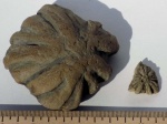 Ихнофоссилии Stelloglyphus.